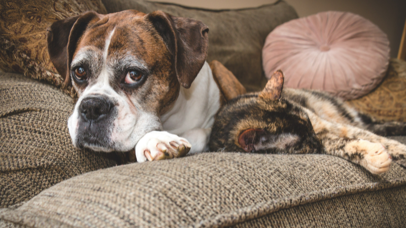 5 reasons to adopt a senior cat or dog