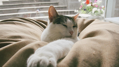 How arthritis affects pets