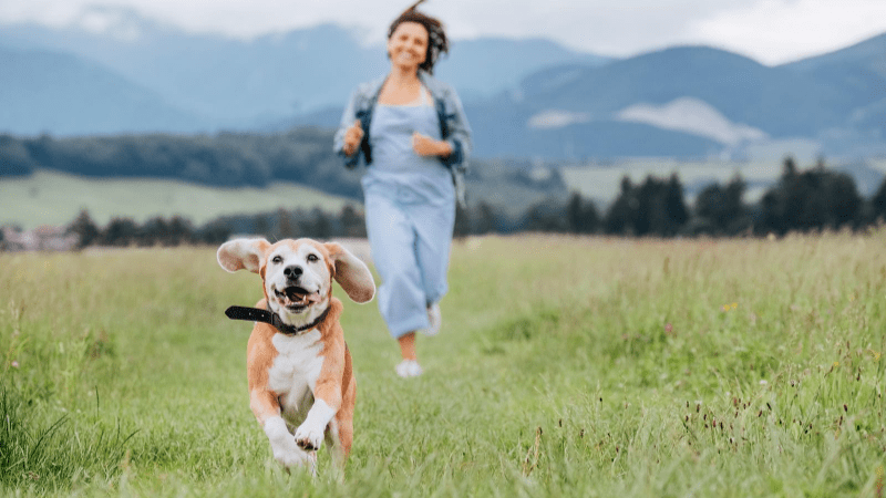 5 practical ways to protect your pet