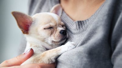 How to change the name of your new dog