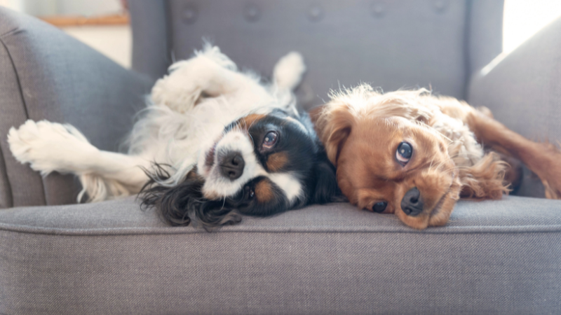 Préparer votre animal au temps seul à la maison