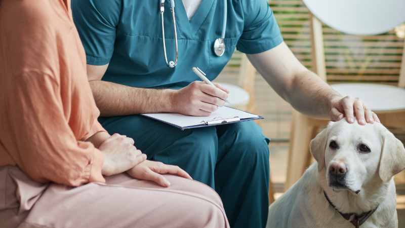 Point de vue d’un vétérinaire sur l’assurance pour animaux de compagnie