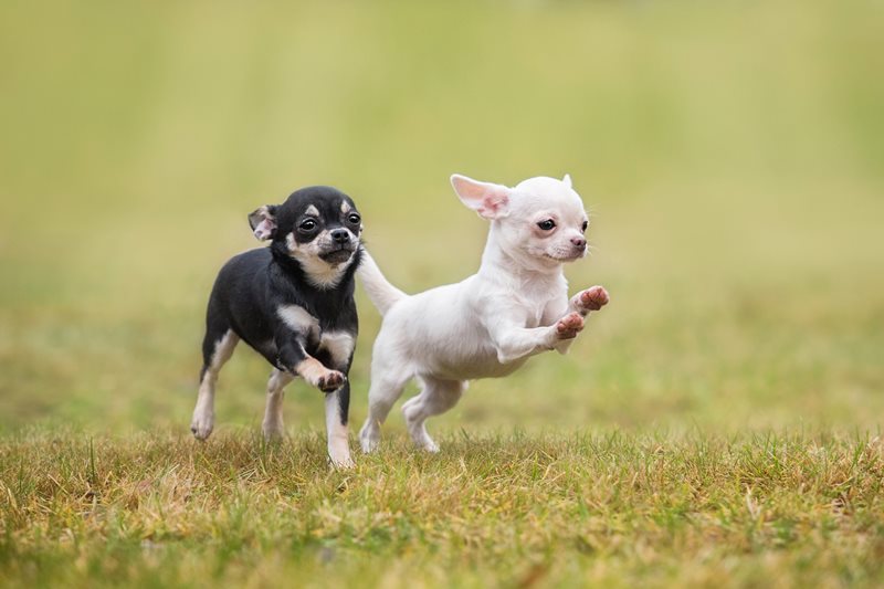 Chihuahua-Petsecure.jpeg