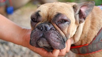 Ask a vet: why is my dog’s face swollen?