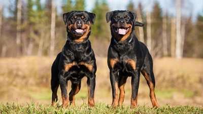 The Rottweiler rundown: everything you need to know