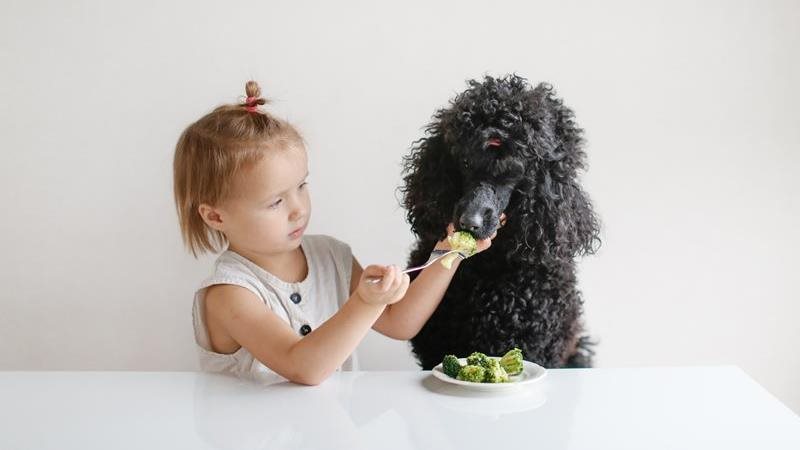 Best and worst human food for dogs: safe or toxic?