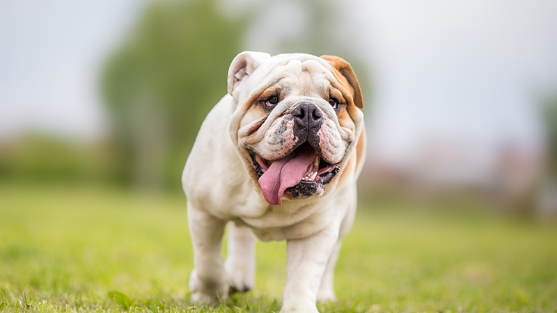 5.jpeg English Bulldog walking in the grass