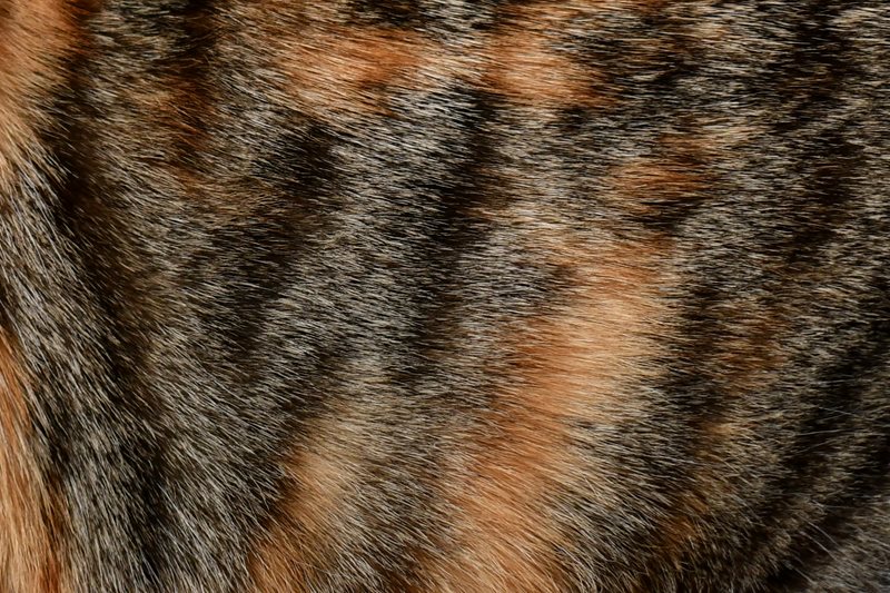 Calico-Cat-Fur-Petsecure.jpeg Calico-Cat-Fur-Petsecure.jpeg