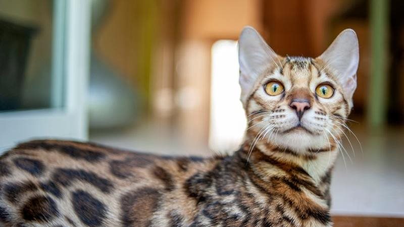 A guide to Bengal Cats