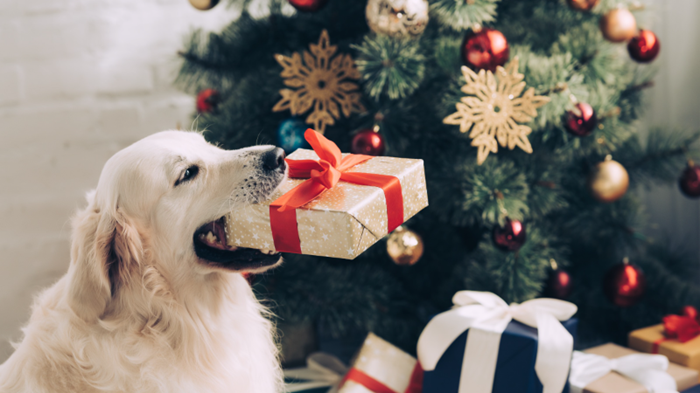 Dog-eating-Christmas-present.png
