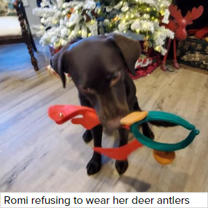 Romi-won-t-wear-her-antlers-(1).png