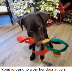 Brown dog chewing on toy antlers