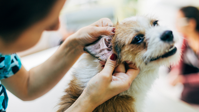 Ear infections and your pet