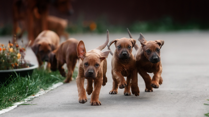 Comment socialiser votre chiot