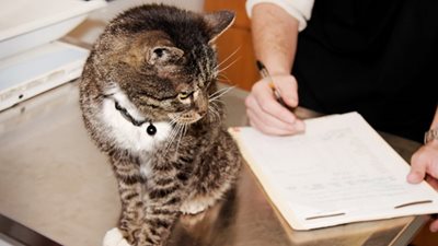 What are pre-existing conditions and are they covered by pet insurance?