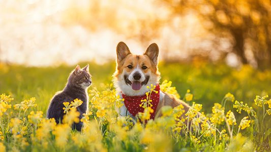 dog-cat-spring-feature.jpg A dog and cat looking happy in the grass.