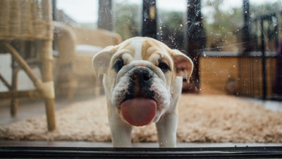 Is my dog licking too much?