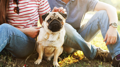 Why pet health insurance is essential for pet owners