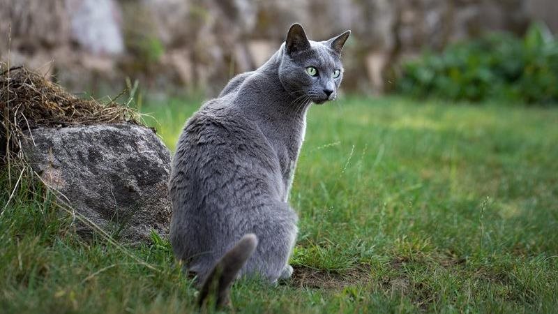 A Russian Blue cat sits in the grass looking into the distance