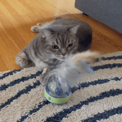 GIF of cat playing with toy A gray cat plays with an automated toy on the ground.