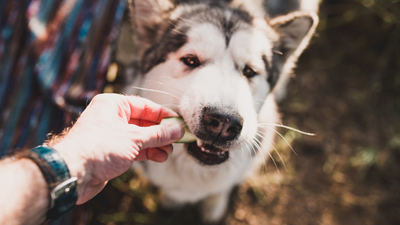 Fruits and veggies for pets