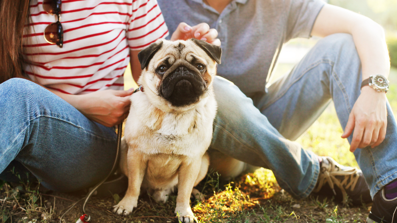 6 mythes au sujet de l’assurance pour animaux de compagnie