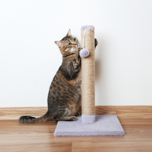 A grey tabby cat is playing with a scratching post.