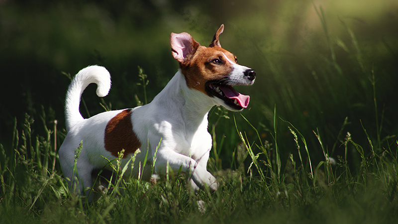 4.jpeg Jack Russel Terrier playing in the grass