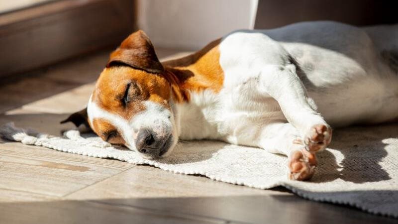 The-Side-Sleeper-Petsecure.jpeg The-Side-Sleeper-Petsecure.jpeg