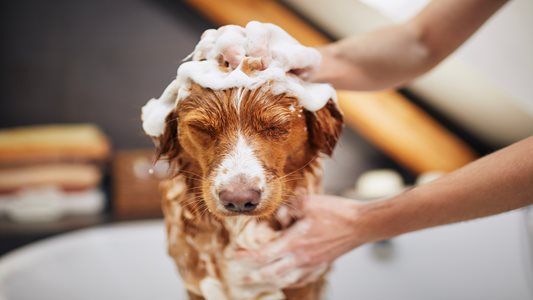 AdobeStock_500891203.jpeg AdobeStock_500891203.jpeg
