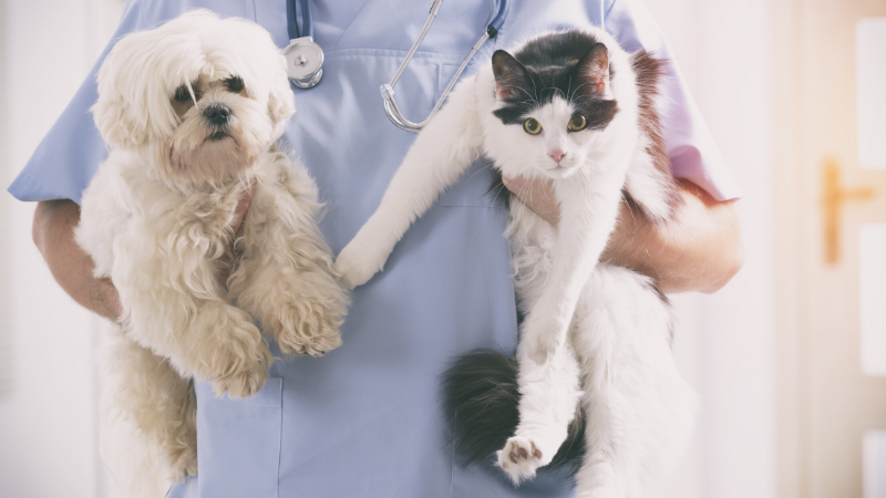 The new normal in vet clinics during the pandemic