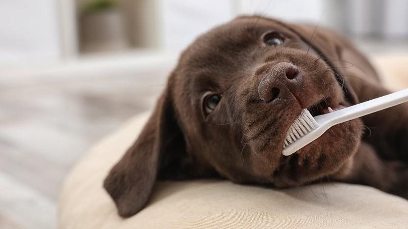 Mauvaise haleine chez les chiens : causes, remèdes et quand s’inquiéter