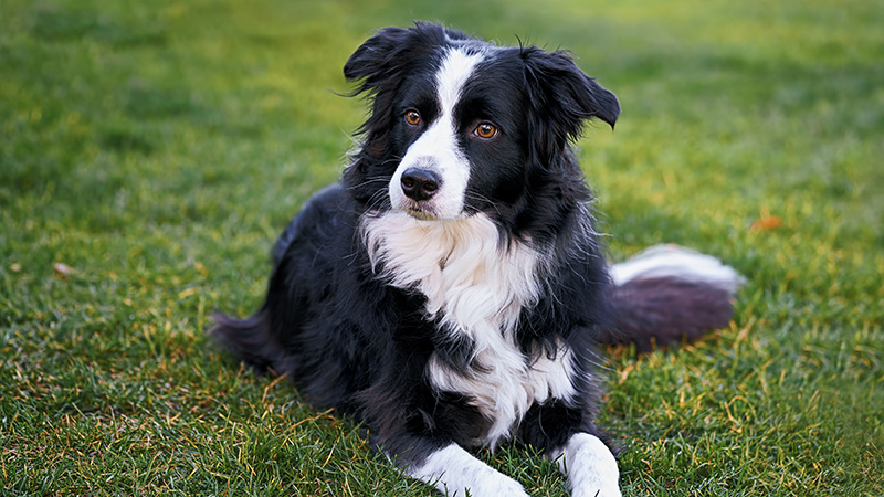 6-(1).jpeg A black and white Australian Shepperd