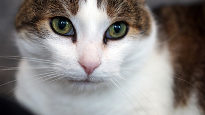 Pet euthanasia at home: is it right for you?