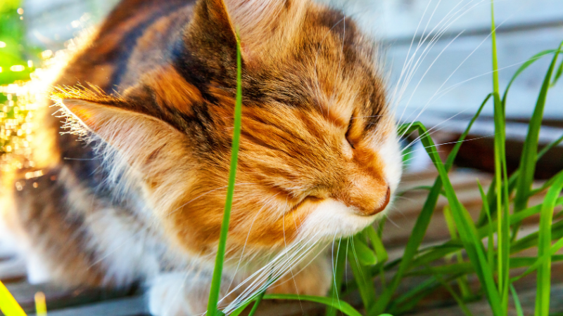 Pourquoi les chats aiment-ils l’herbe à chat?