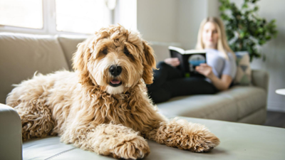 Does pet insurance cover breed-specific conditions?