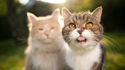 From aries to pisces: cat breeds that match your star sign