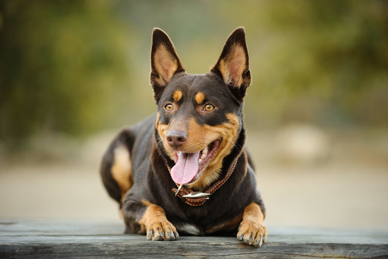 Australian Kelpie: what to know about this energetic companion