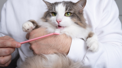 Why dental health is so important for cats and dogs