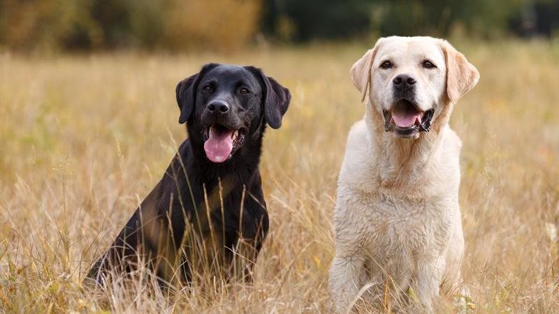 Labrador Retriever breed guide: everything you need to know about Labs