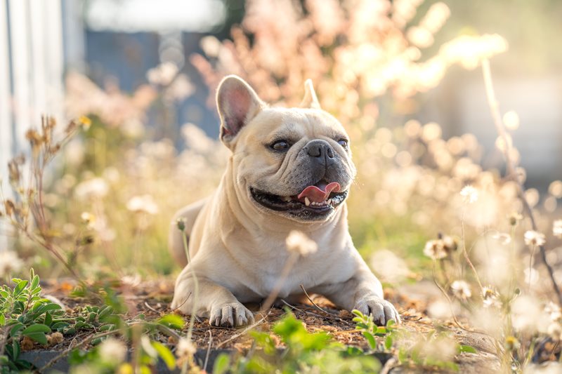 French-Bulldog-Petsecure.jpeg
