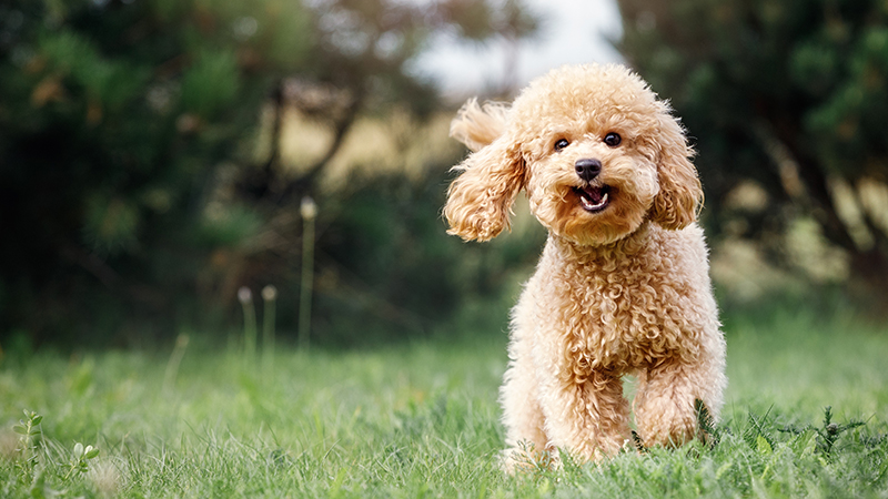 9.jpeg A Mini Poodle playing in the grass