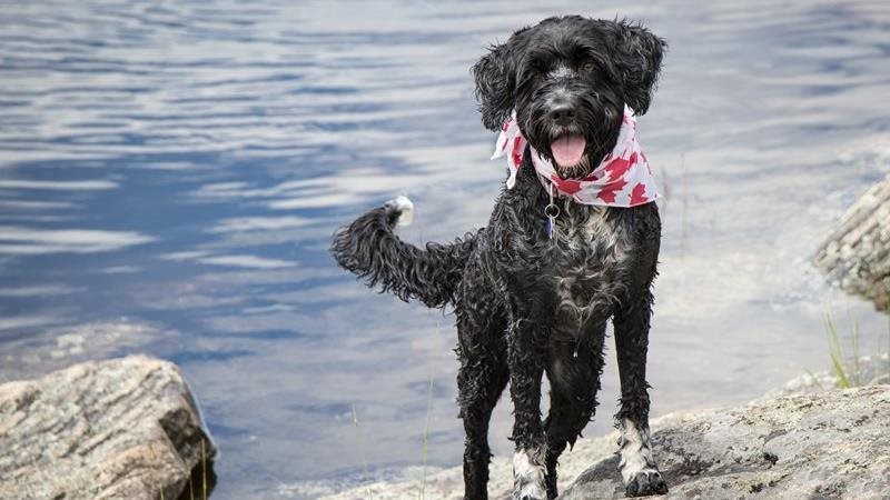 Les 10 noms d’animaux de compagnie les plus populaires au Canada
