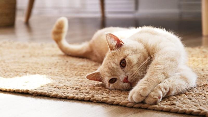 Ear mites in cats: symptoms, treatment and prevention
