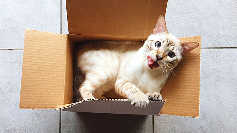 Pourquoi mon chat frotte-t-il son visage sur certaines choses?
