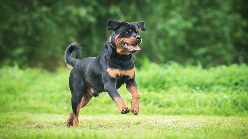 11.jpeg A Rottweiler looking happy running in the grass