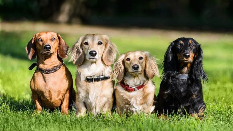 Tout sur le teckel : découvrez ce qui rend cette race unique