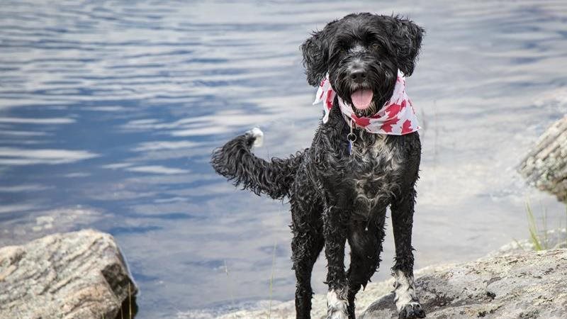 Top 10 pet names in Canada