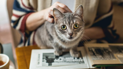 Why should you get pet insurance?