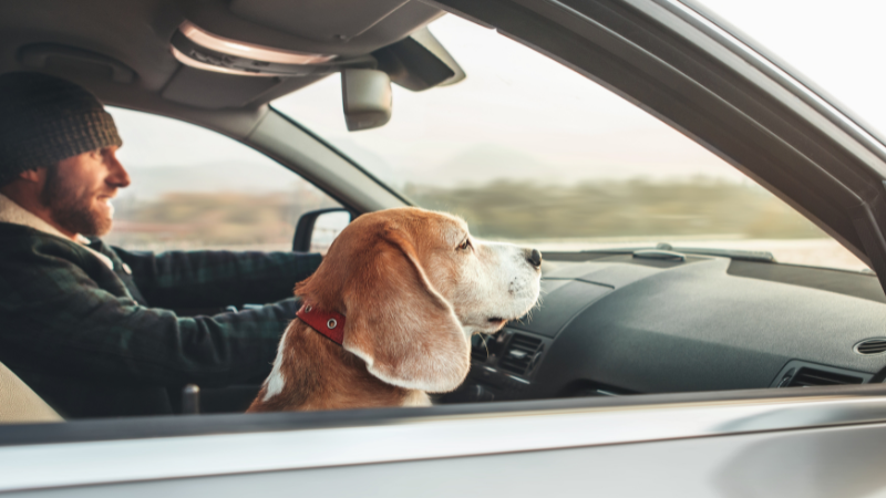 Dealing with car sickness in pets